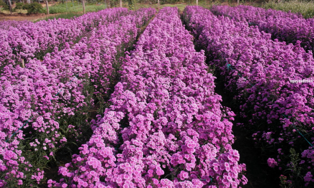 Mơ thấy vườn hoa màu tím cho thấy bạn là con người tốt bụng, hòa đồng